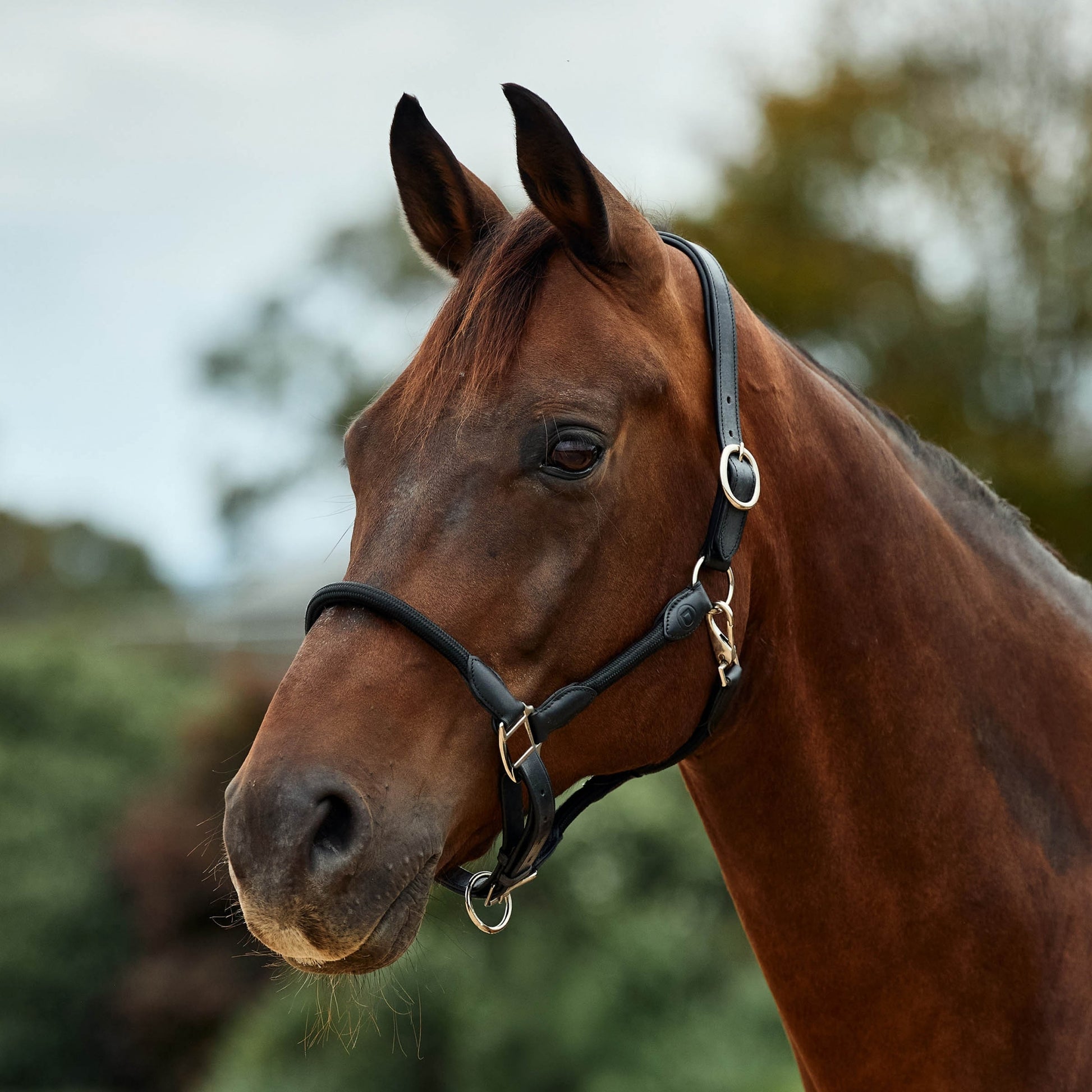 Dublin Leather Rope Headcollar