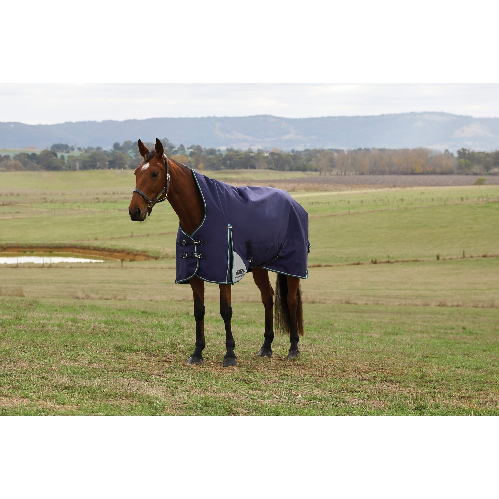 Weatherbeeta ComFiTec Plus Dynamic Turnout High Neck 100g