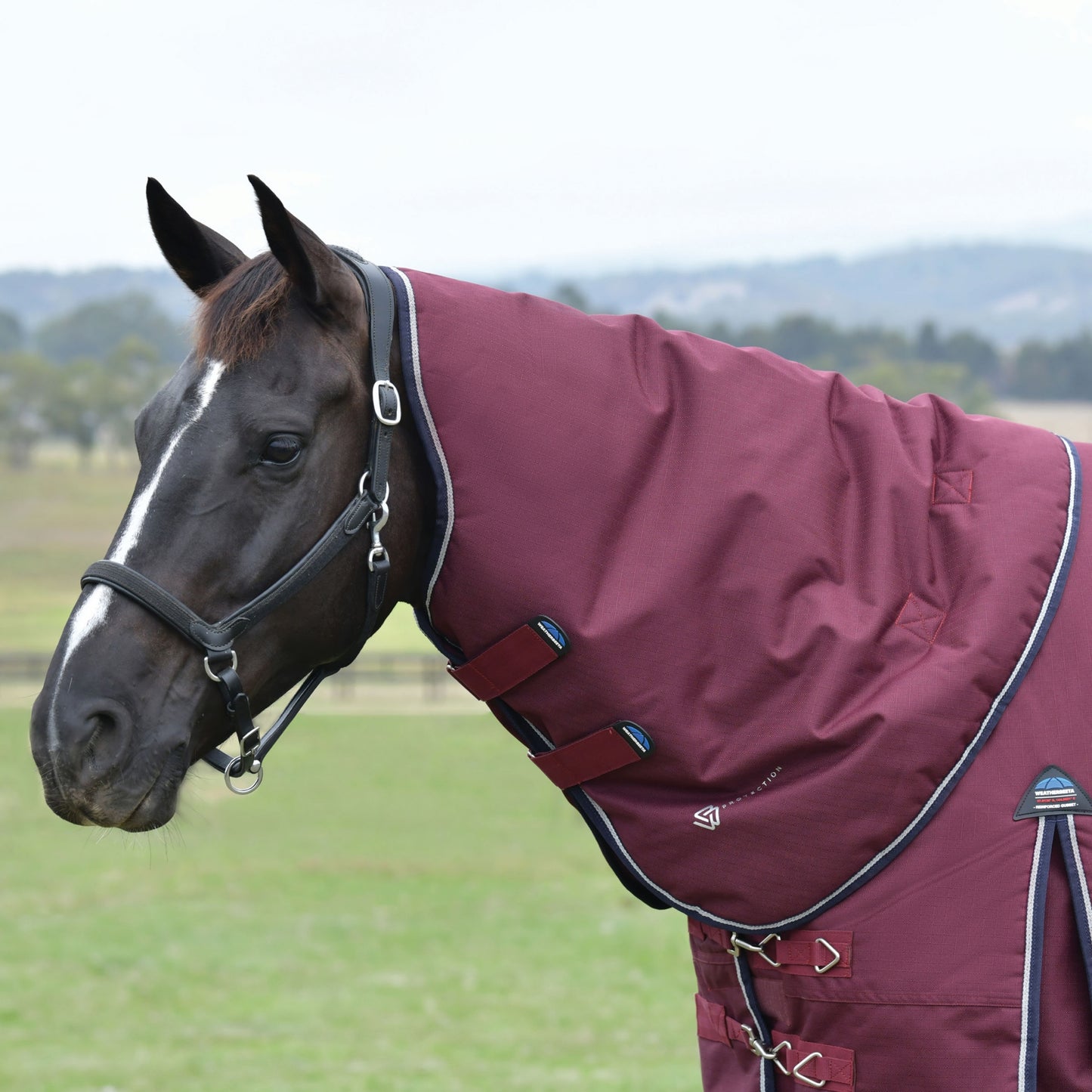 4-504489-3.jpg