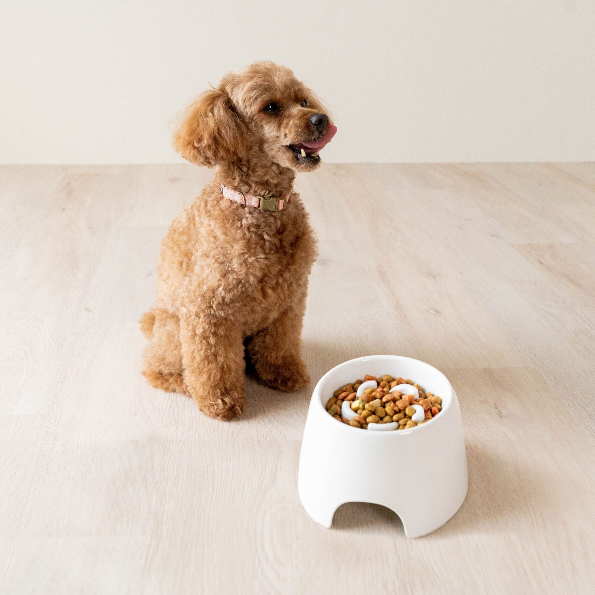 Richell Raised Slow Feeder Bowl