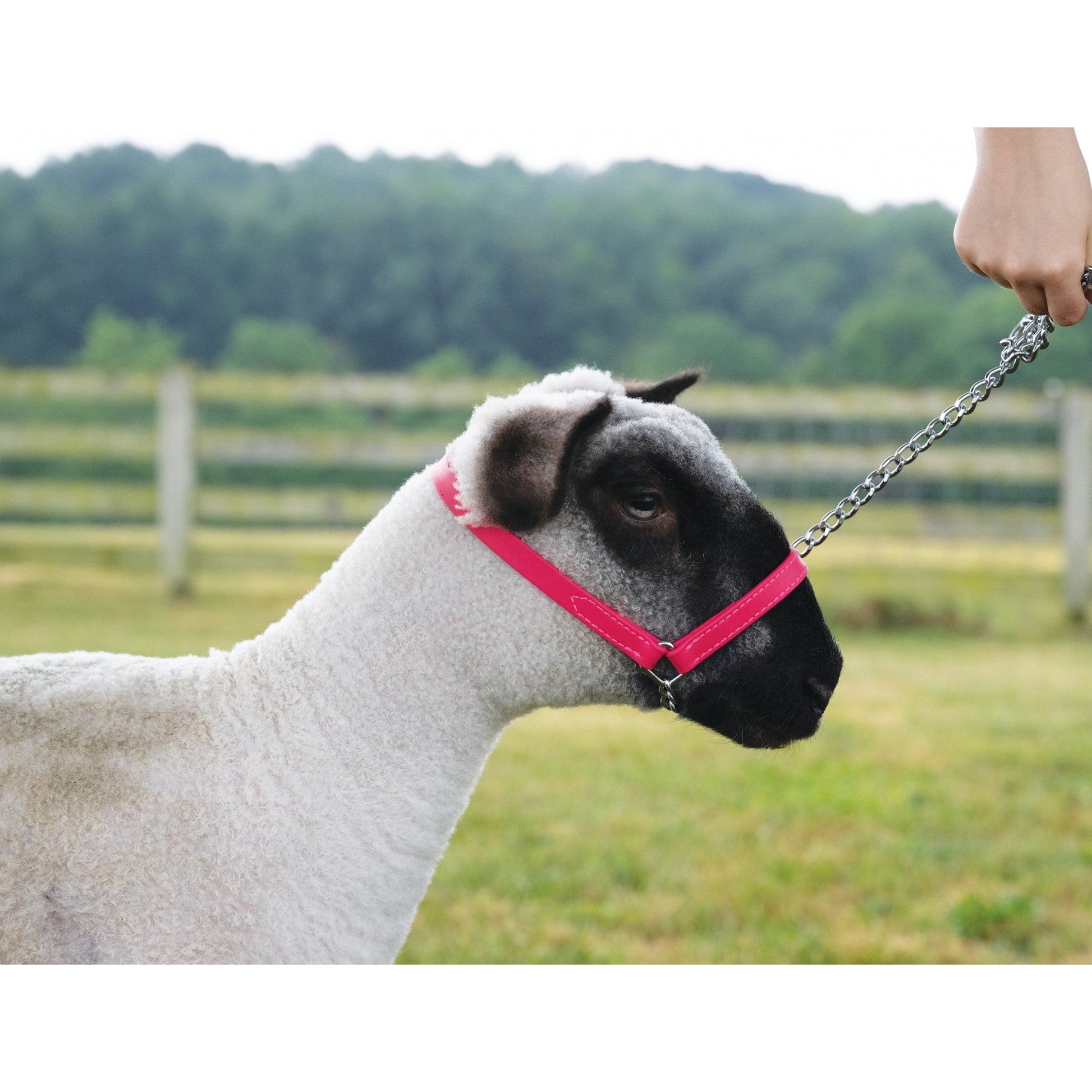 Weaver Sheep and Goat Brahma Webb Halter