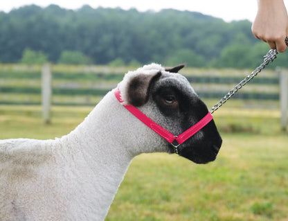 Weaver Sheep and Goat Brahma Webb Halter