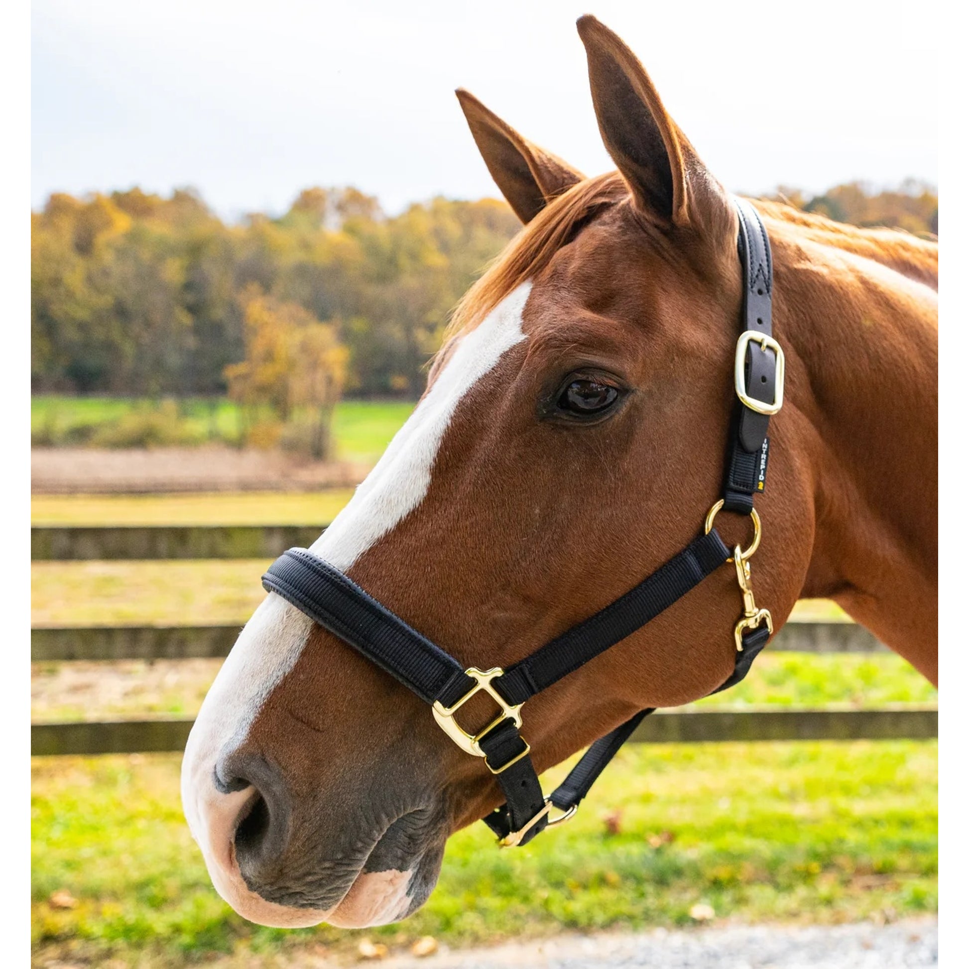 Intrepid Premium Nylon Breakaway Halter with Padded Crown/Nose