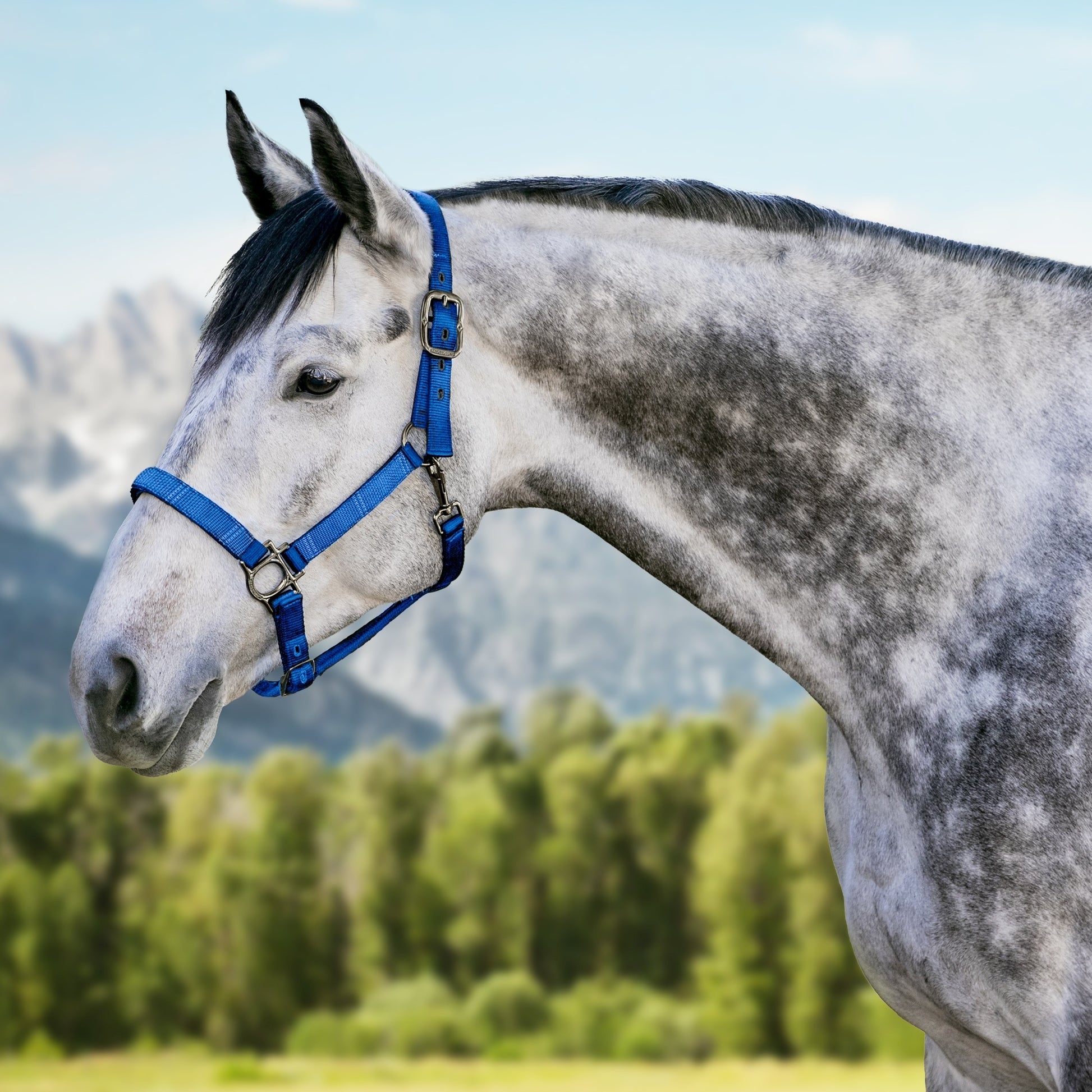 Kensington Reflective Nylon Halter
