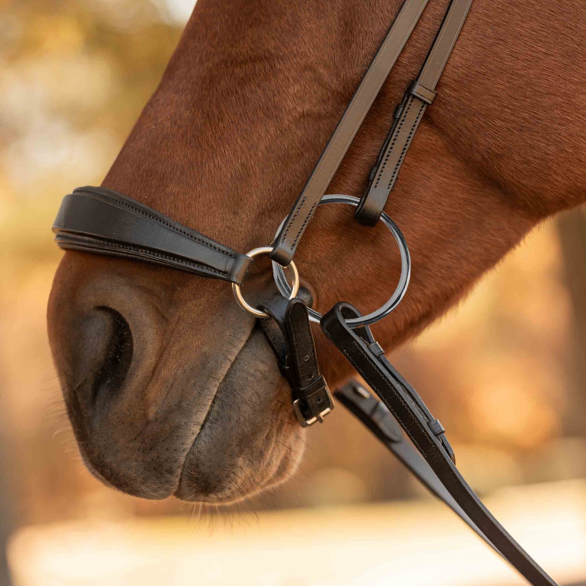 Equinavia Saga Drop Noseband Bridle with Web Rubber Reins