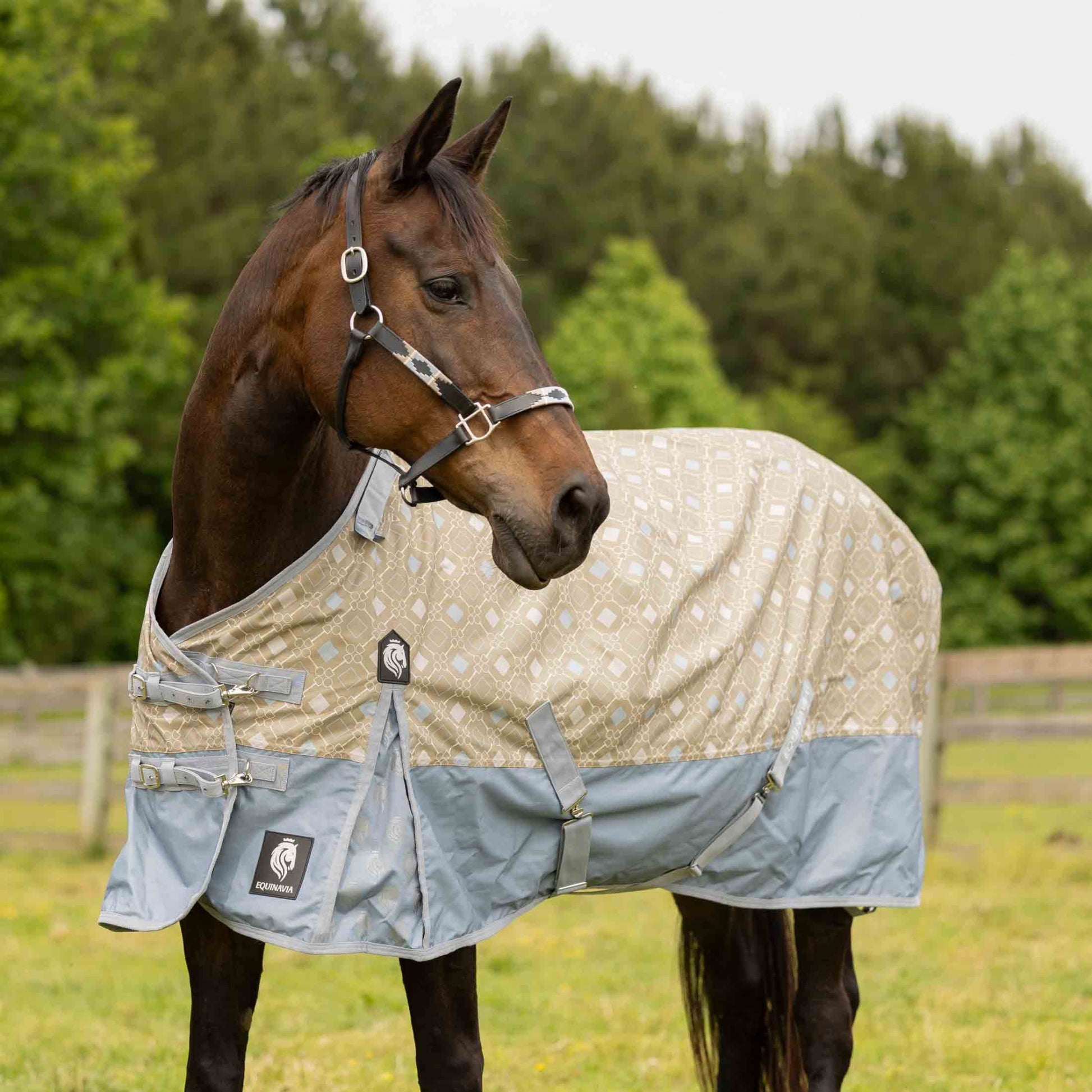 Equinavia Siri Polo Leather Halter