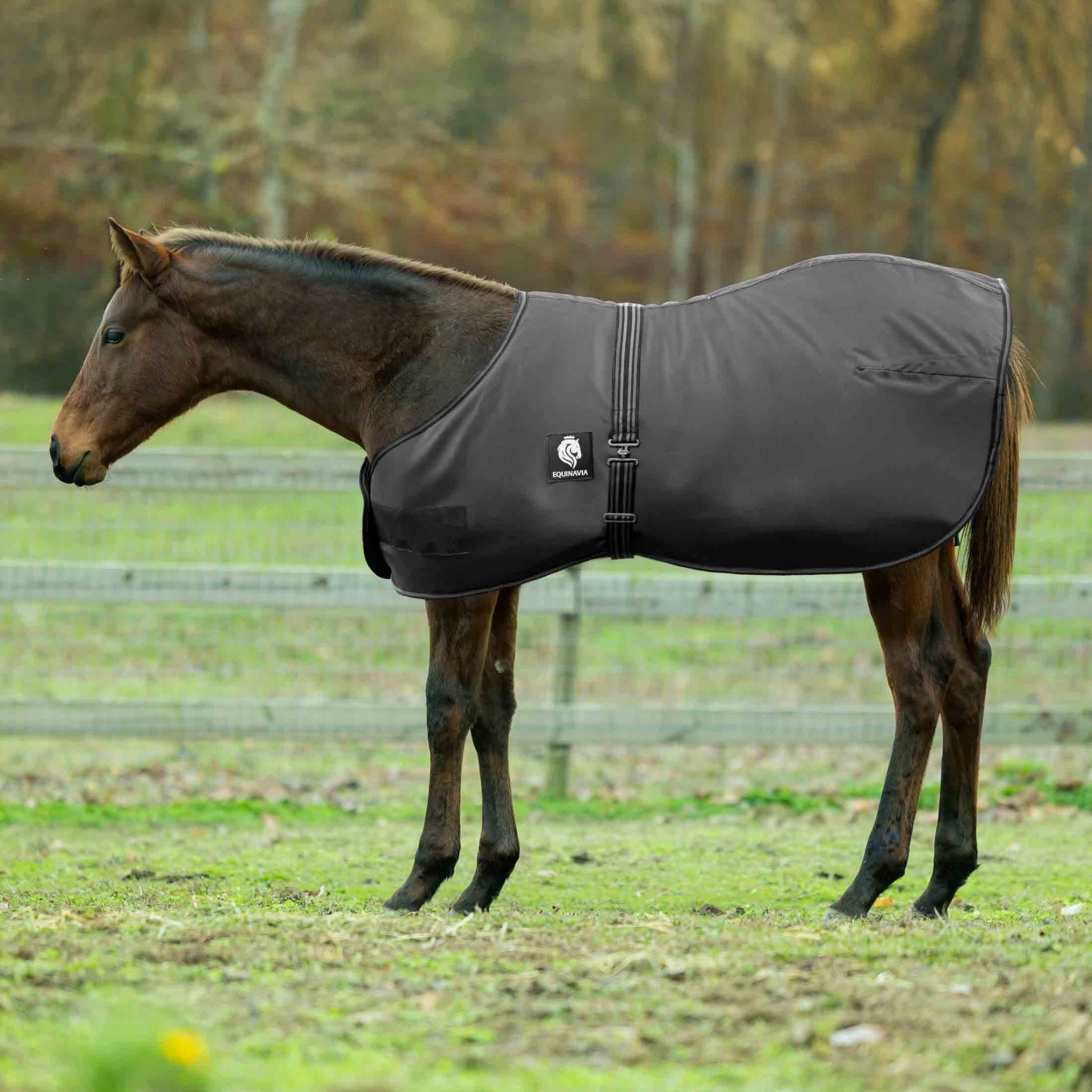 Equinavia Norse Foal Turnout Blanket 200g