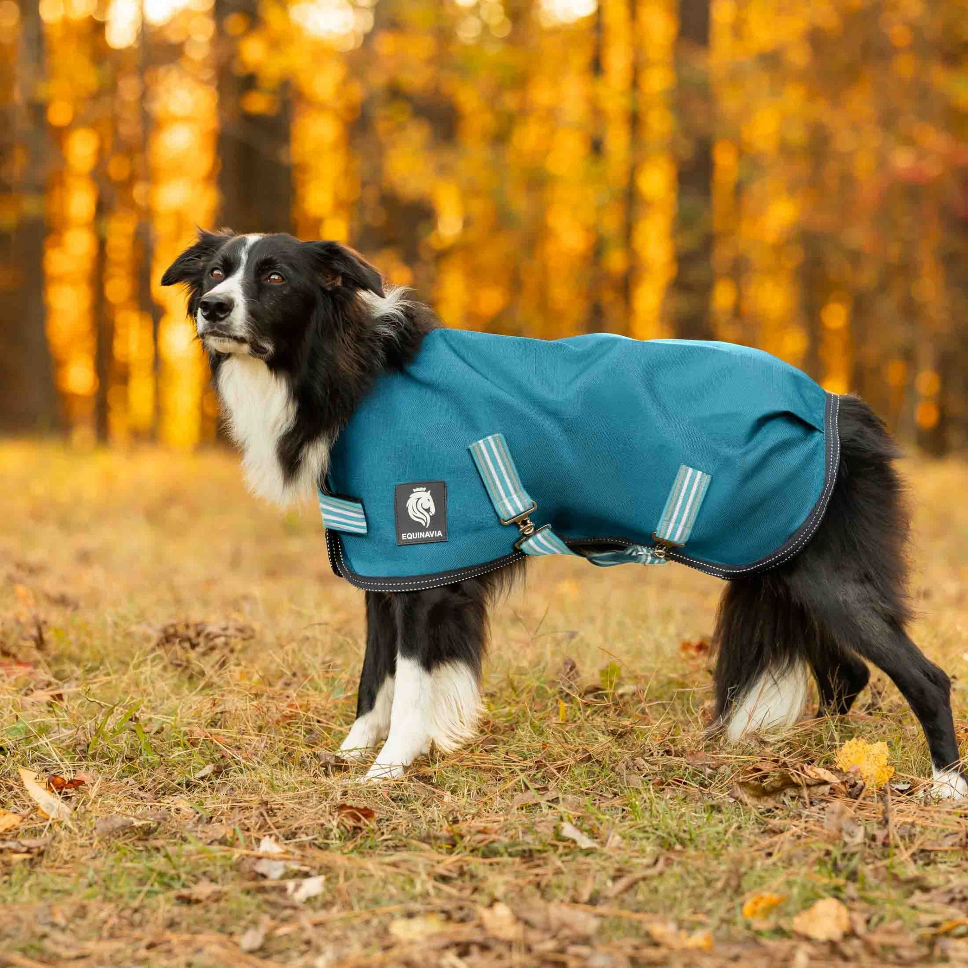 Equinavia Arktis Dog Turnout Sheet