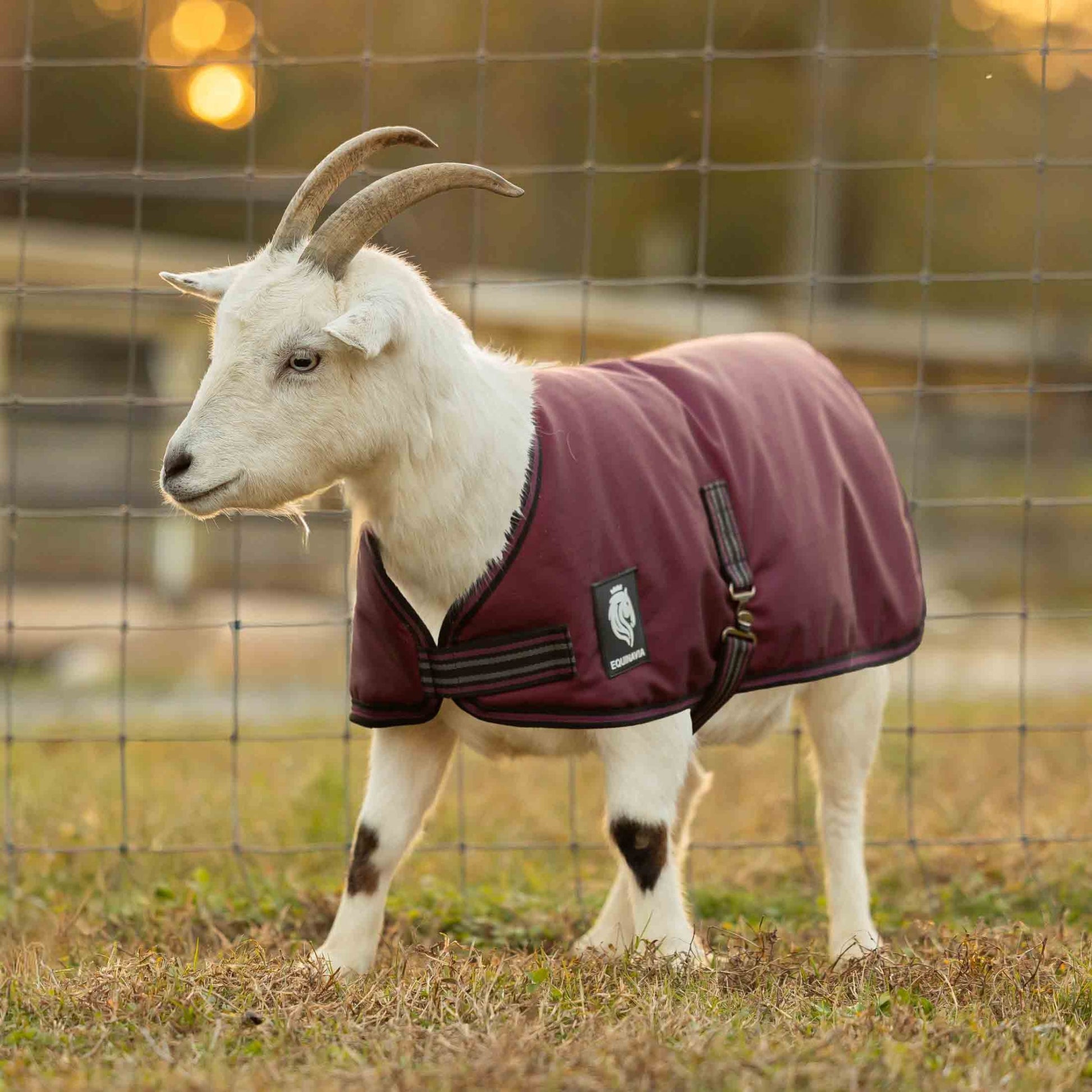 Equinavia Norse Waterproof Goat Coat 0g