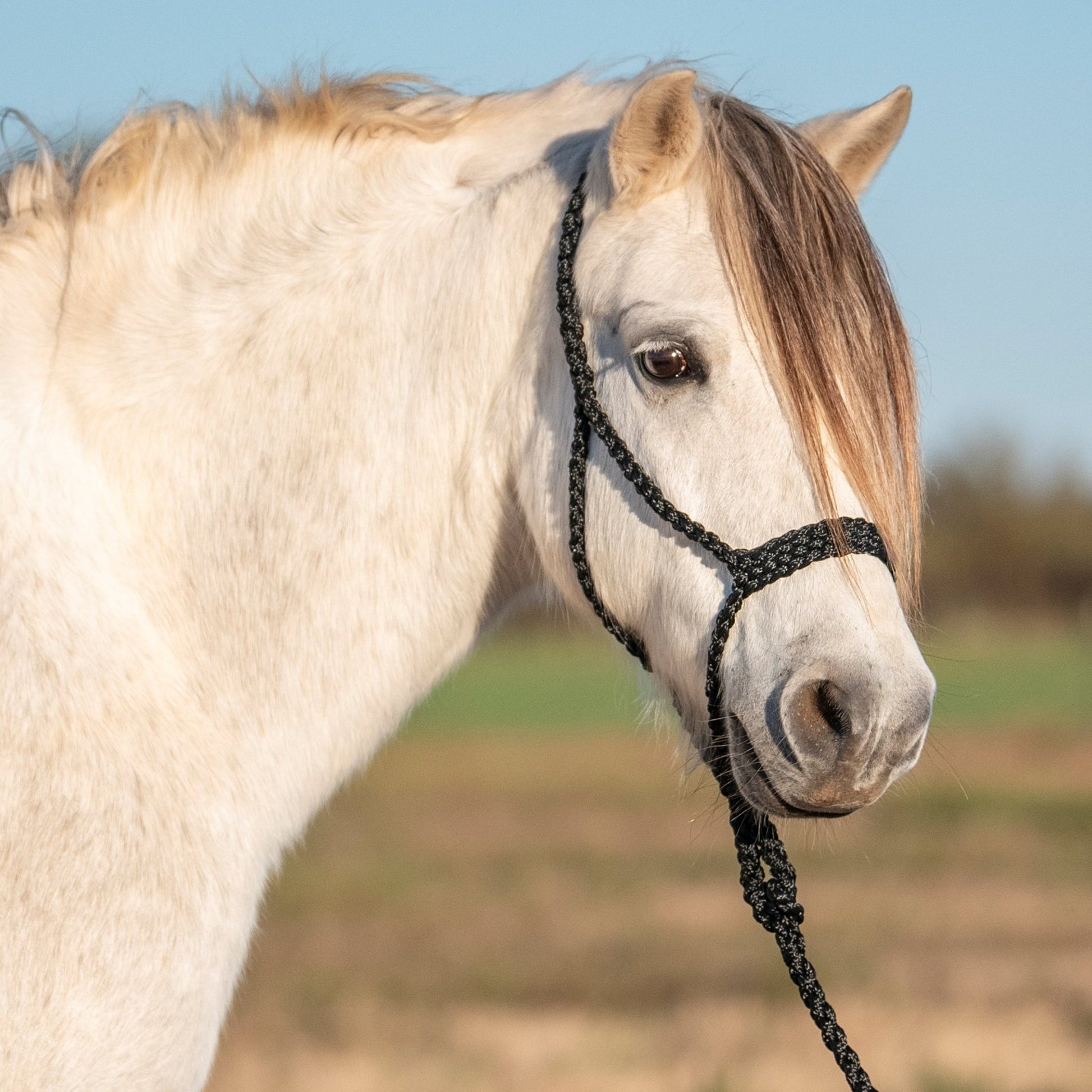 Cashel Flat Braid Pony Halter with 9' Lead