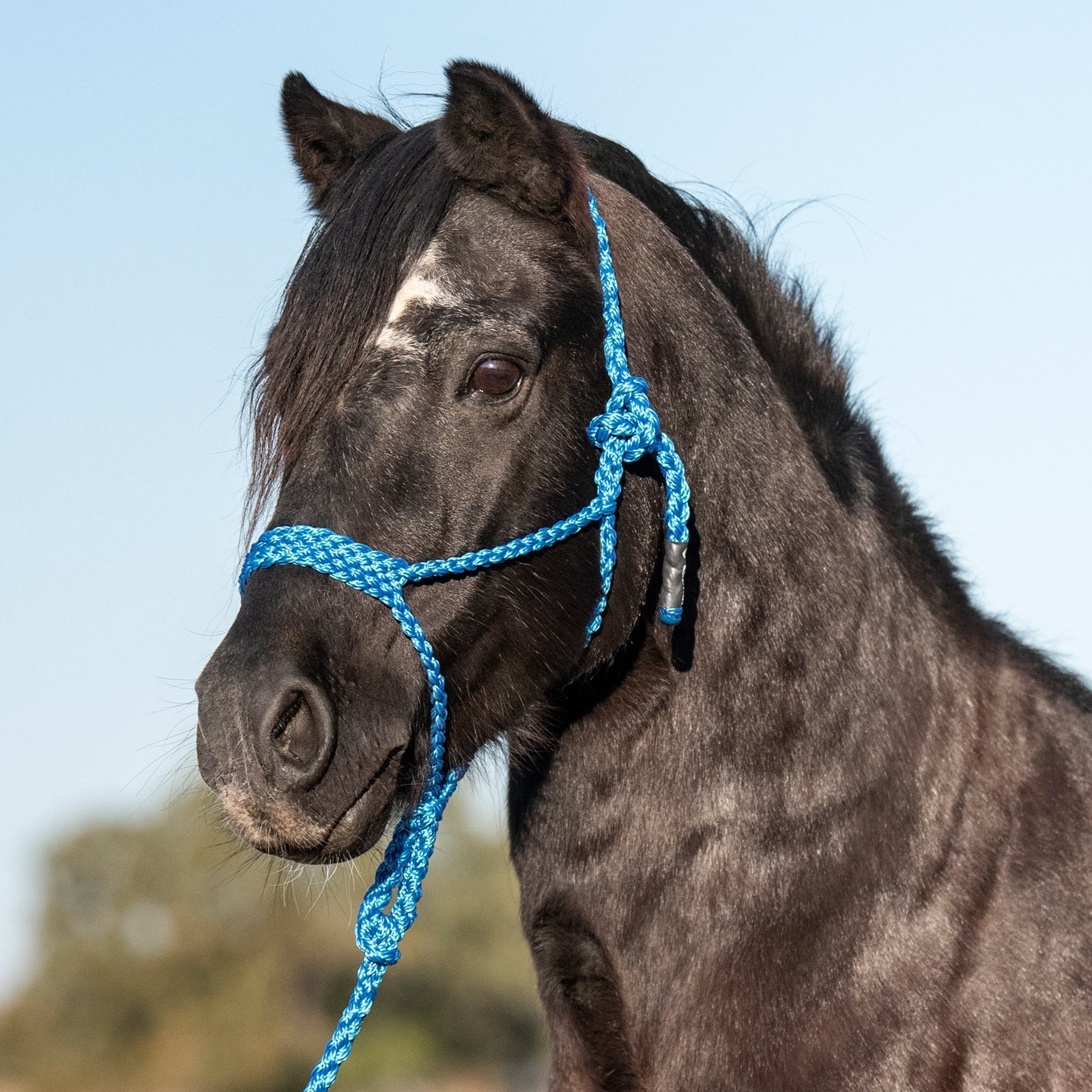 Cashel Flat Braid Pony Halter with 9' Lead