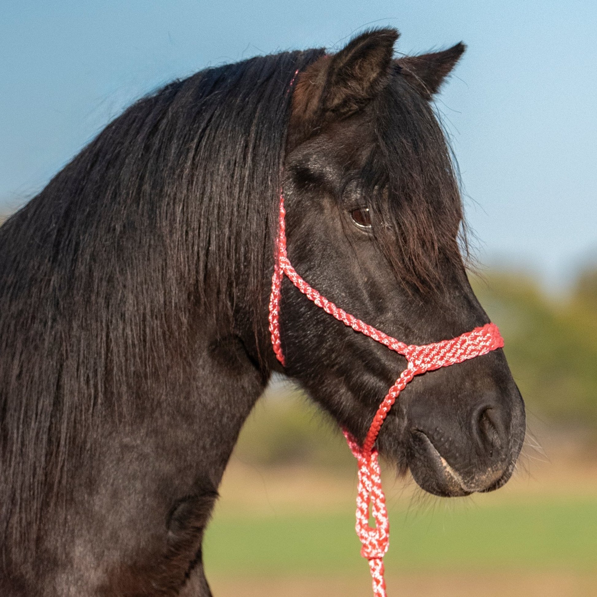 Cashel Flat Braid Pony Halter with 9' Lead