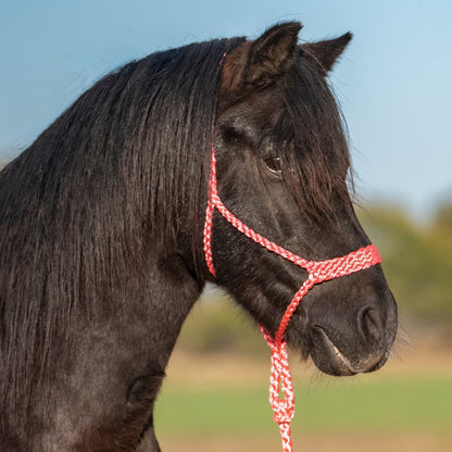 Cashel Flat Braid Pony Halter with 9' Lead