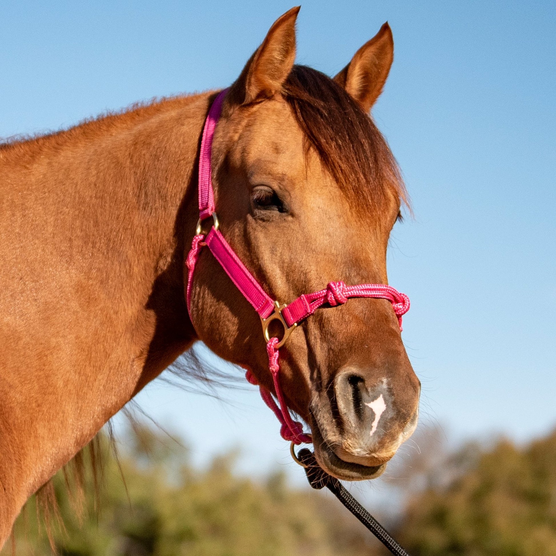 Cashel Nylon Rope Halter