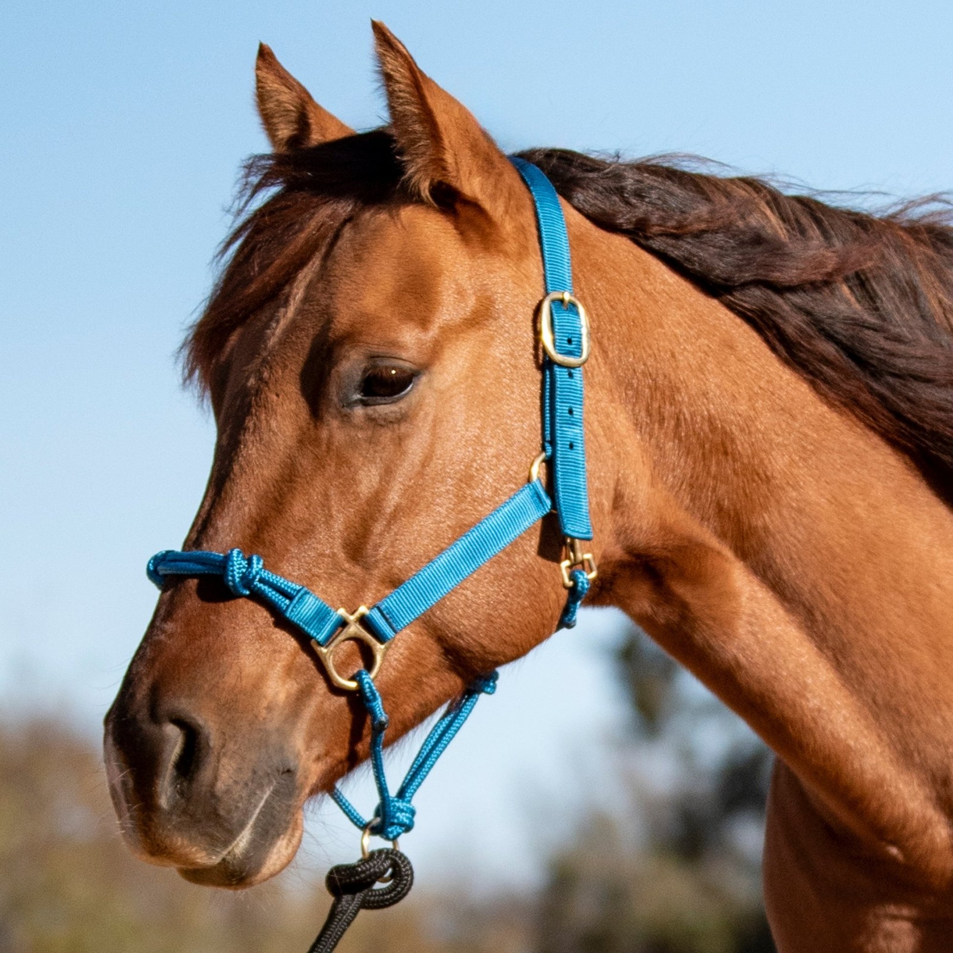 Cashel Nylon Rope Halter
