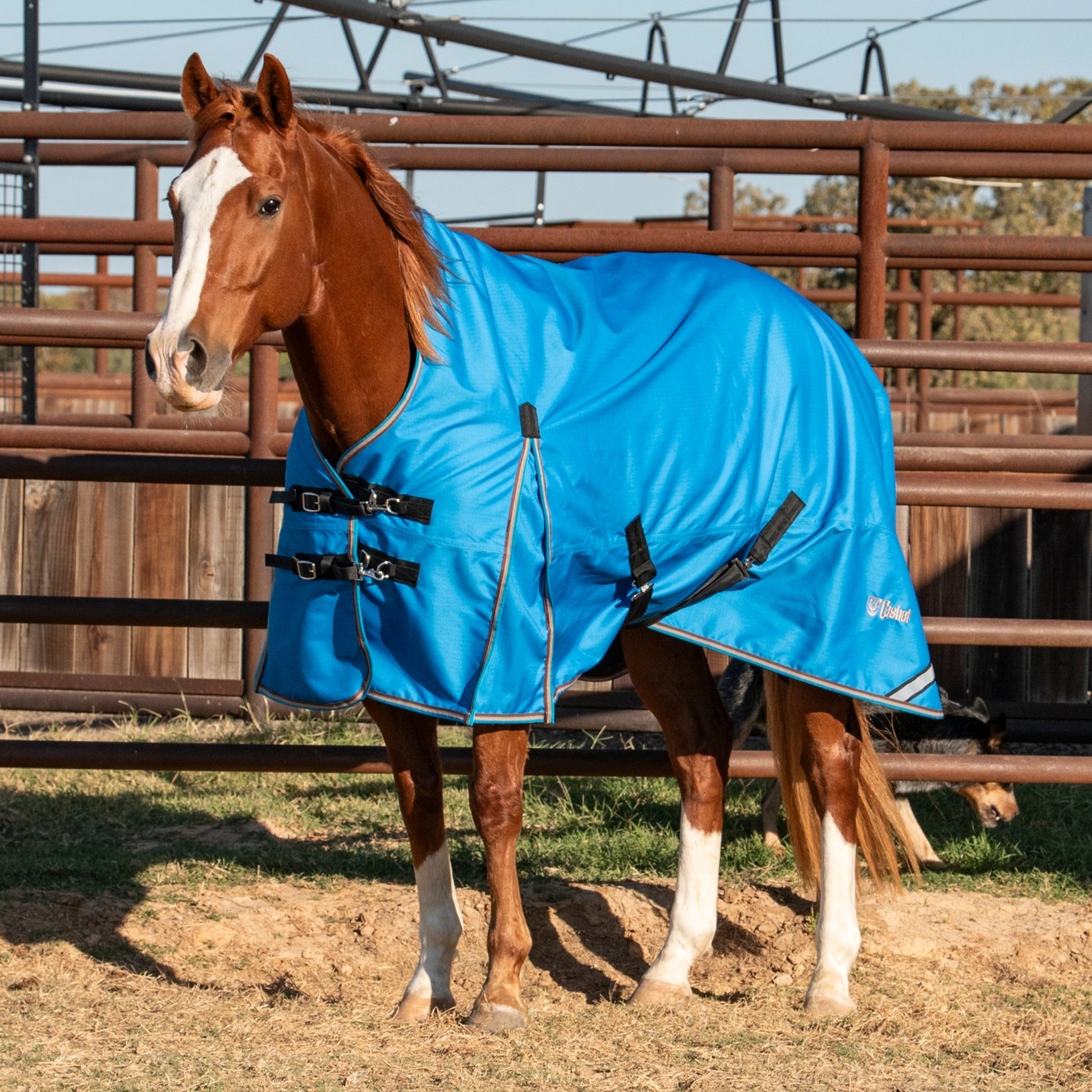 Cashel Lightweight Turnout Winter Blanket 100G