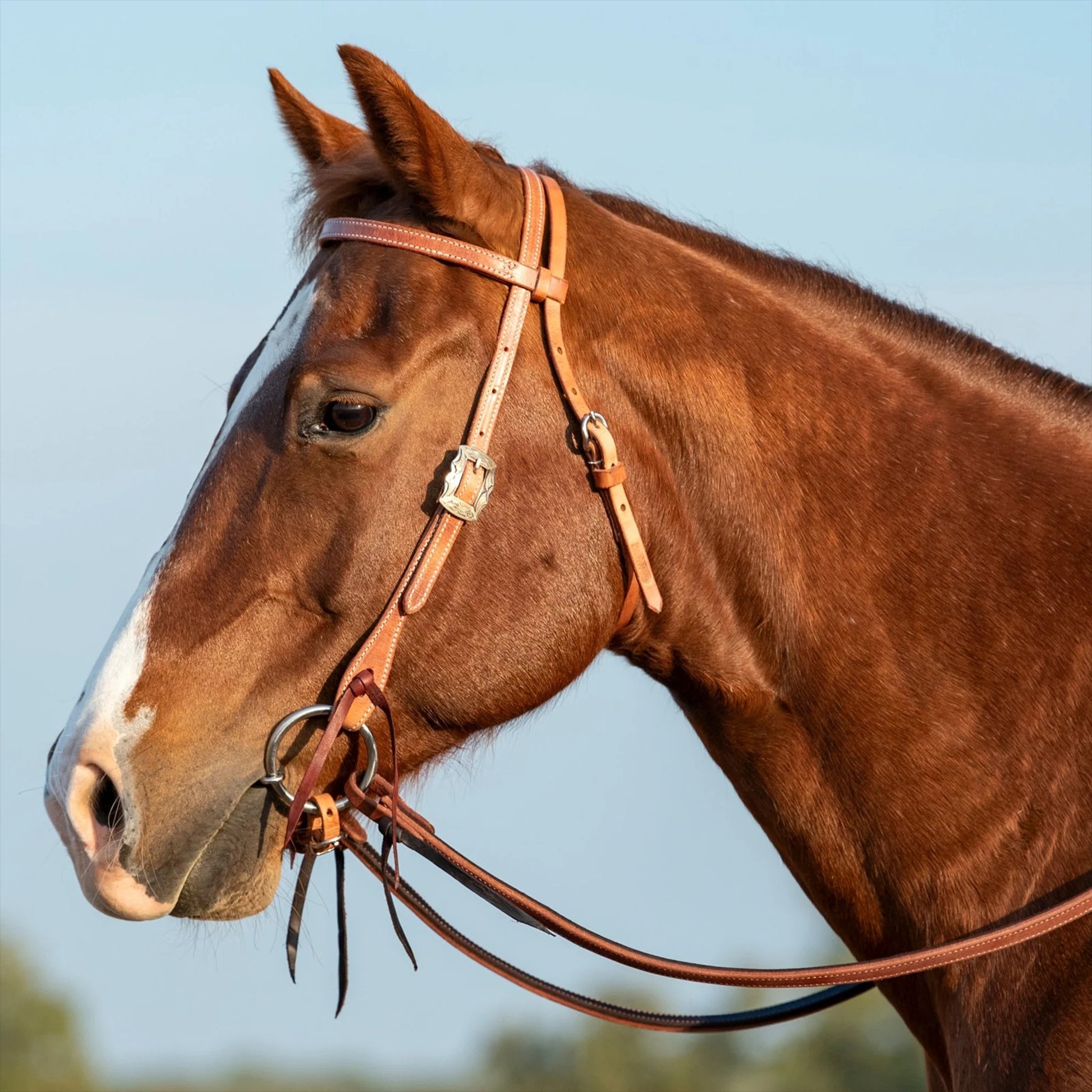 Martin Saddlery 5/8" Harness Leather Browband Headstall with Prescott Buckle and Latigo Ties