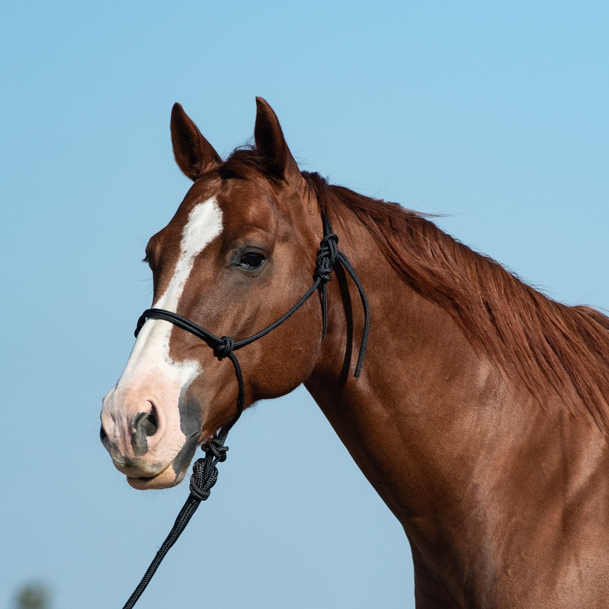 Classic Equine Rope Halter and 9 Foot Lead Rope