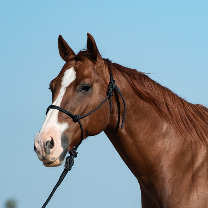 Classic Equine Rope Halter and 9 Foot Lead Rope