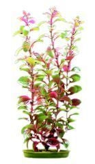 Aquascaper Aquarium Plant - Jungle Vallisneria