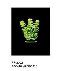 Aquascaper Aquarium Plant - Jungle Vallisneria