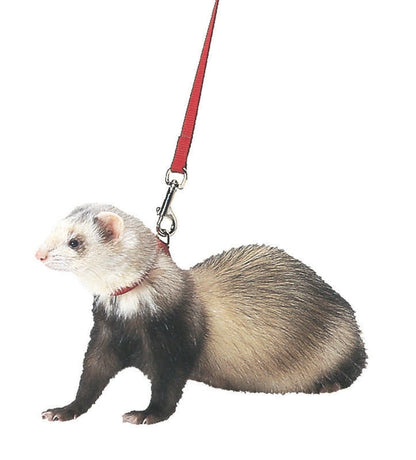 Marshall Ferret Harness And Lead Combo