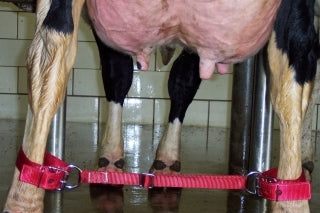 Cufflinks For Cows
