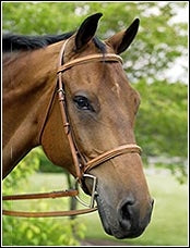 Henri de Rivel Horse Fancy Raised Padded Bridle with Laced Reins Pro Collection