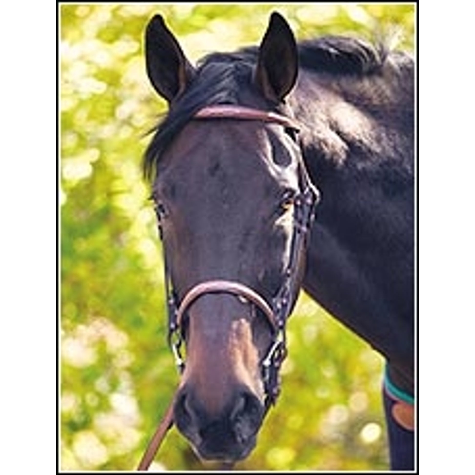 Henri de Rivel Advantage Fancy Raised Snaffle Bridle With Laced Reins