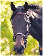 Henri de Rivel Advantage Fancy Raised Snaffle Bridle With Laced Reins
