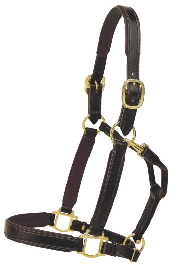 Tory Leather 1" Padded Halter with Brass Hardware