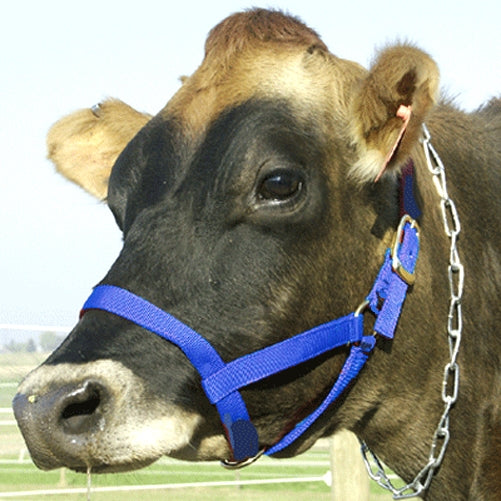 Cow Halter