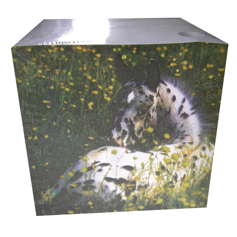 Appaloosa Foal Block Note Pad