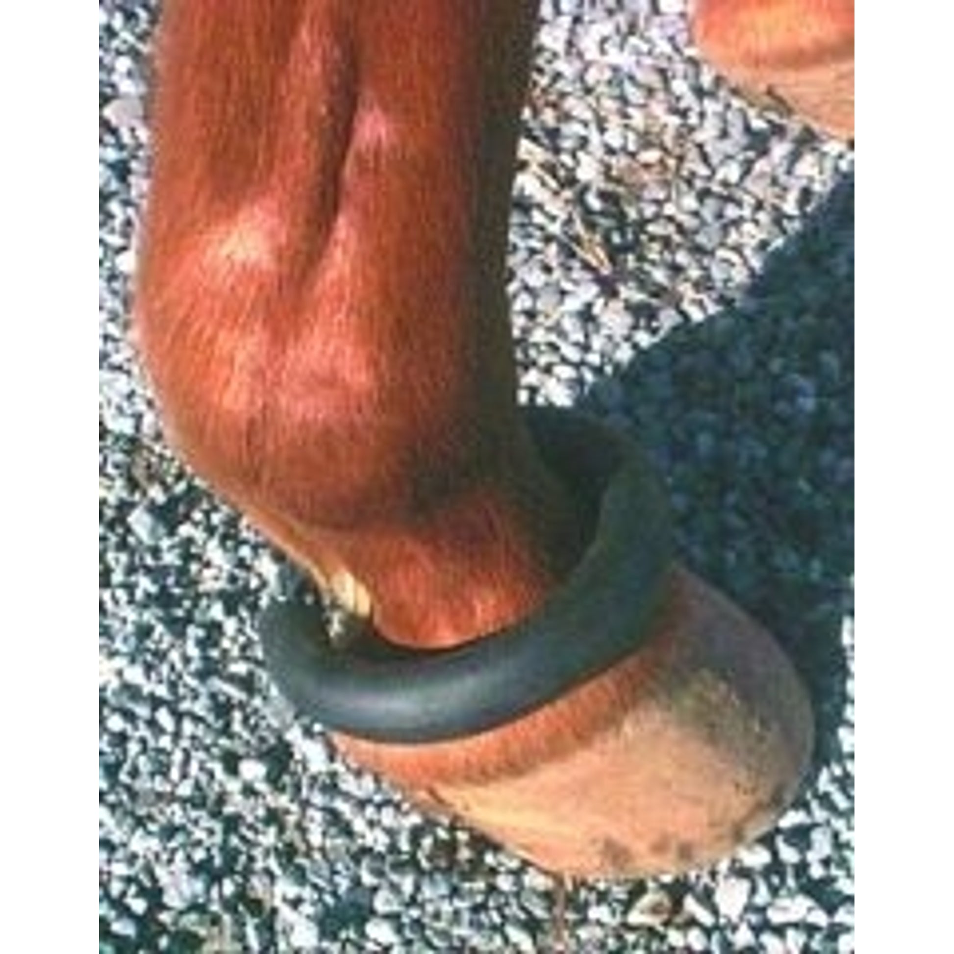 Horse Fetlock Ring