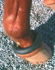 Horse Fetlock Ring