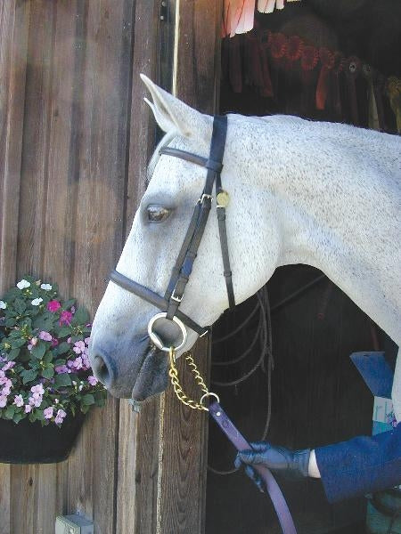 Nunn Finer Newmarket Shank