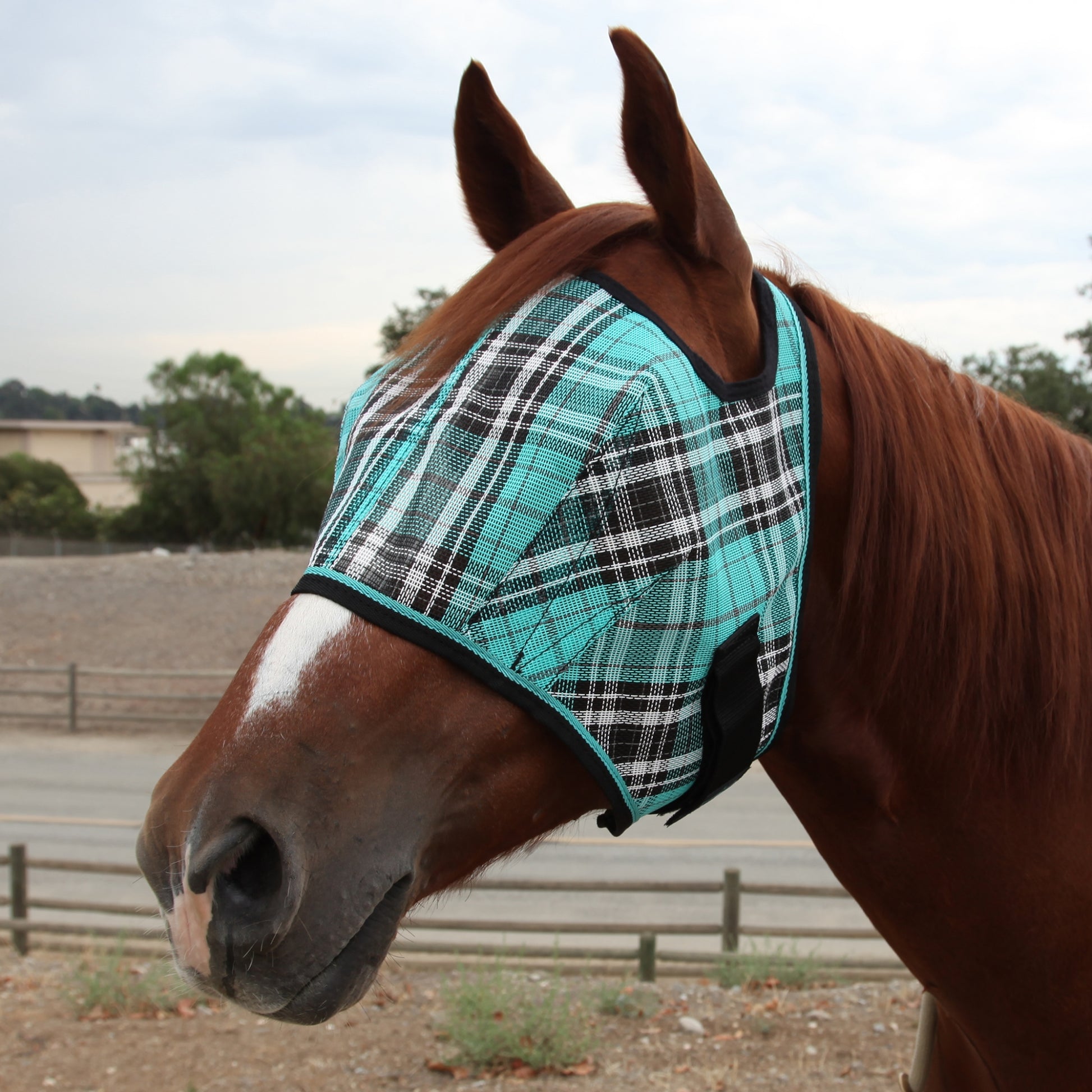 Kensington Fly Mask with Web Trim