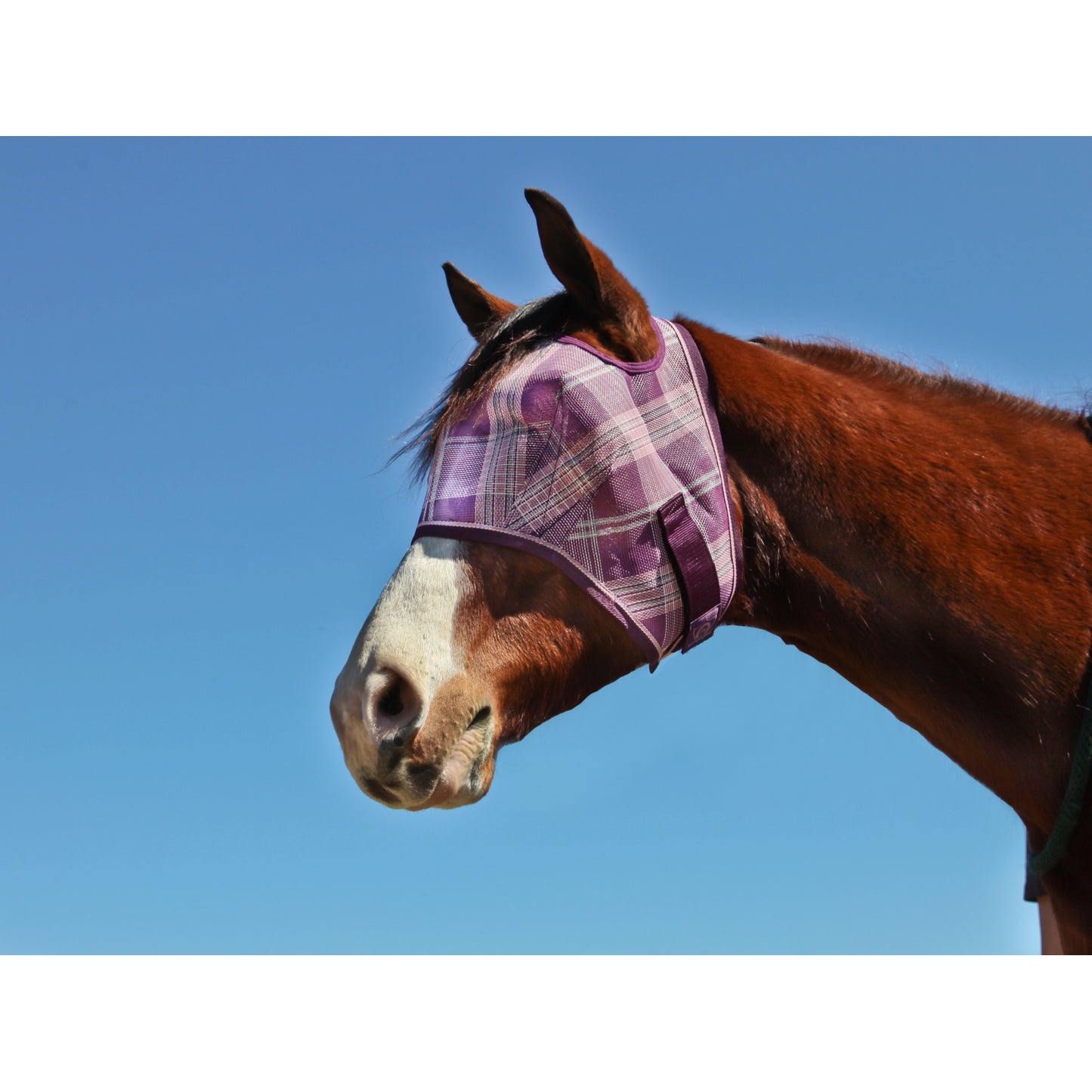 5-446953plumiceplaid.jpg