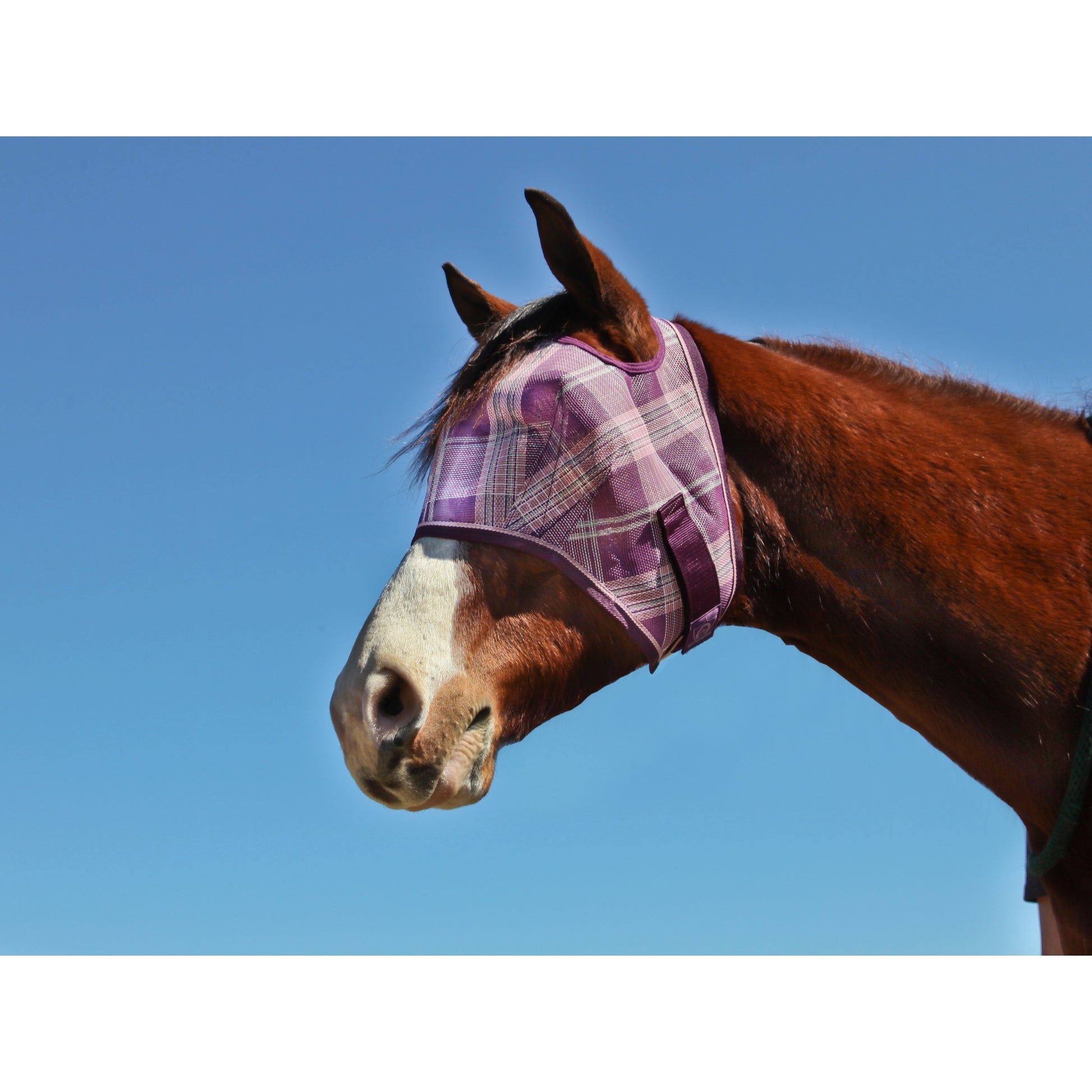 Kensington Fly Mask with Web Trim