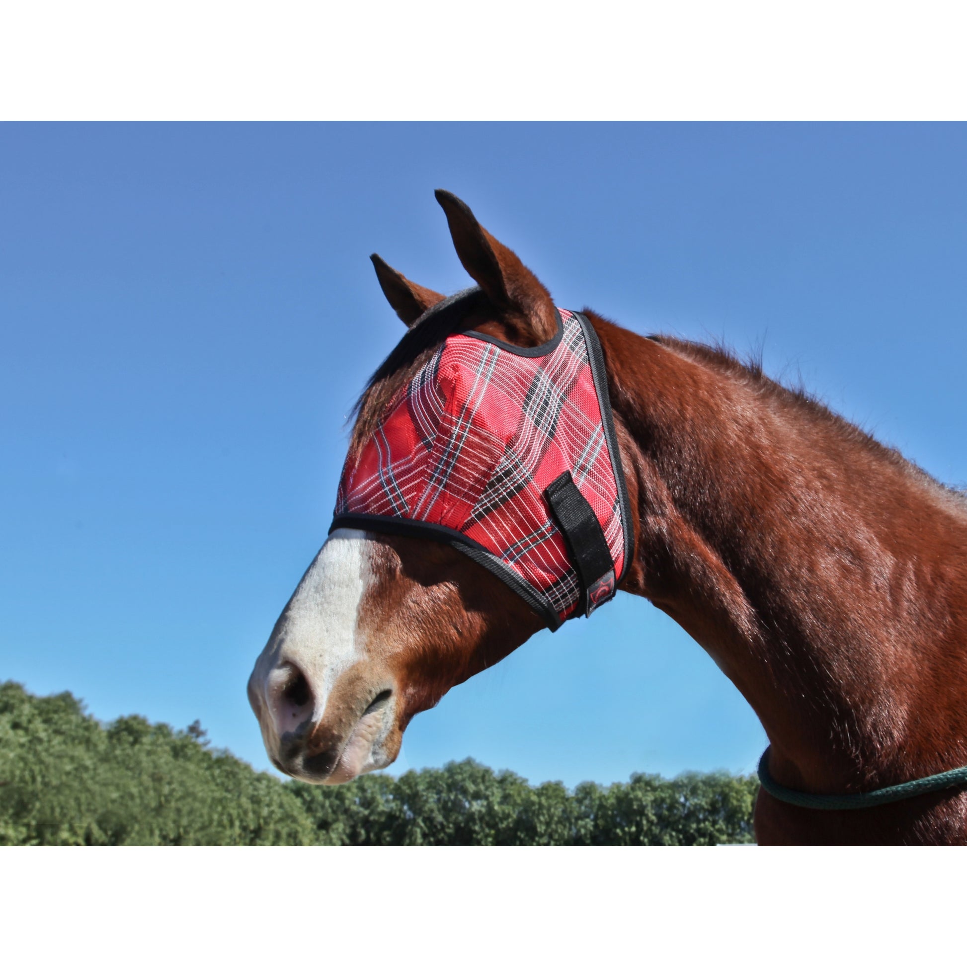 Kensington Fly Mask with Web Trim