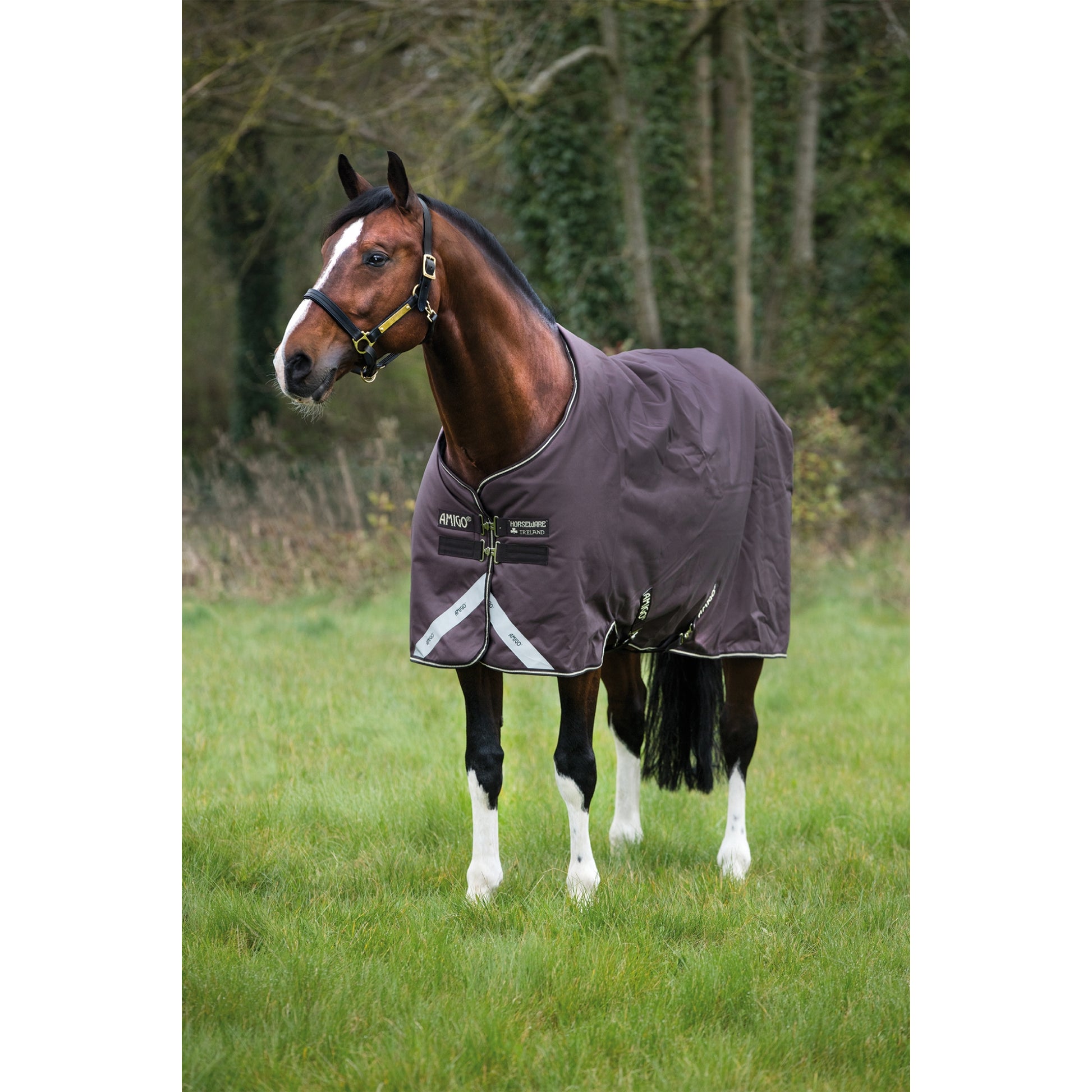 Amigo Bravo Turnout Blanket - Medium Weight