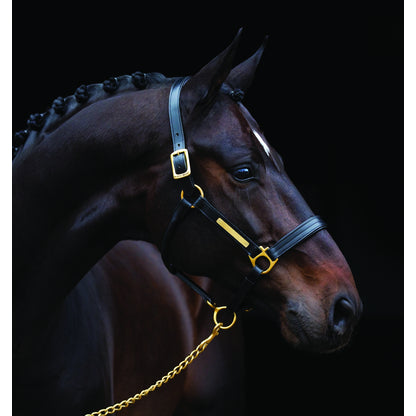 Amigo Padded Halter