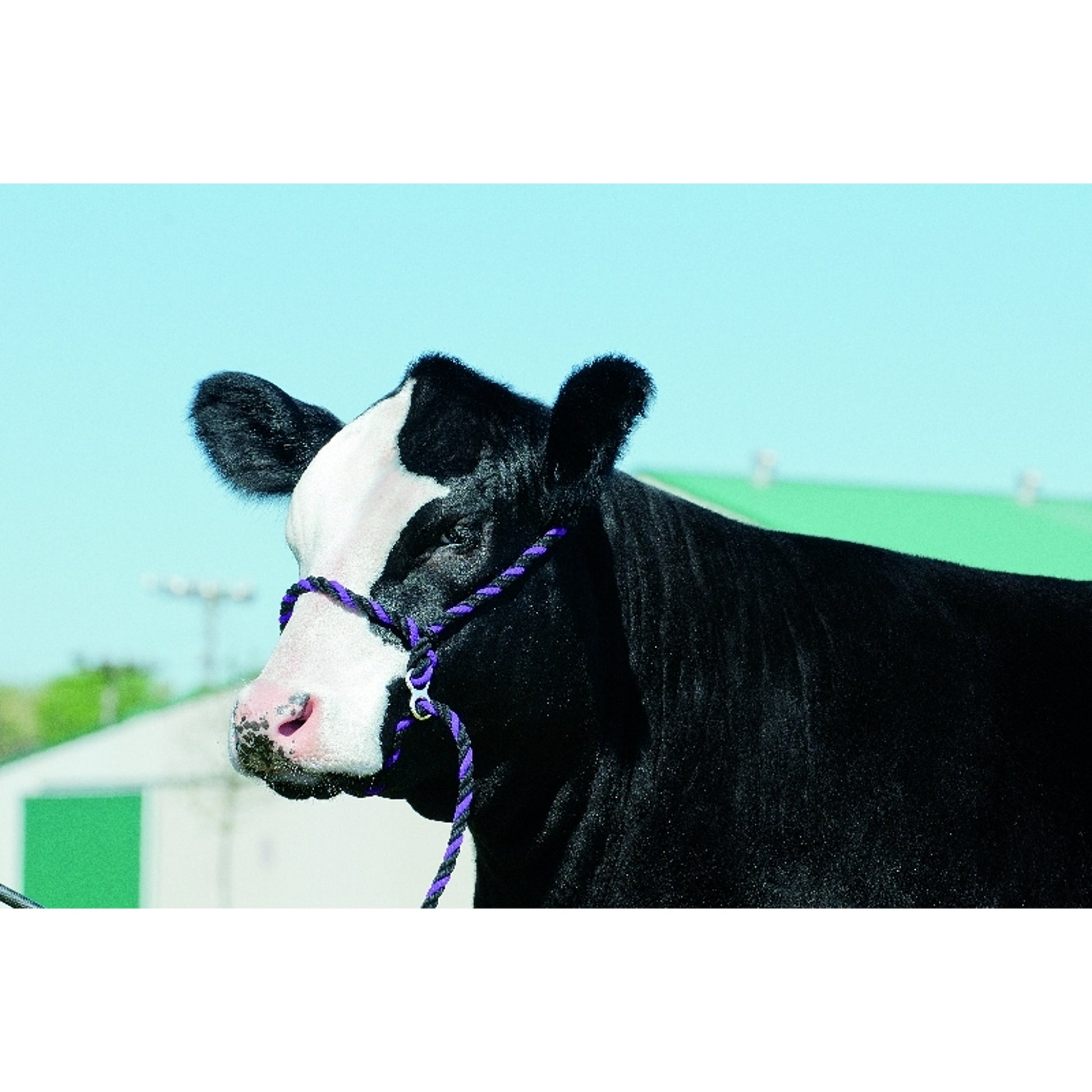 Weaver Poly Rope Breaking Halter
