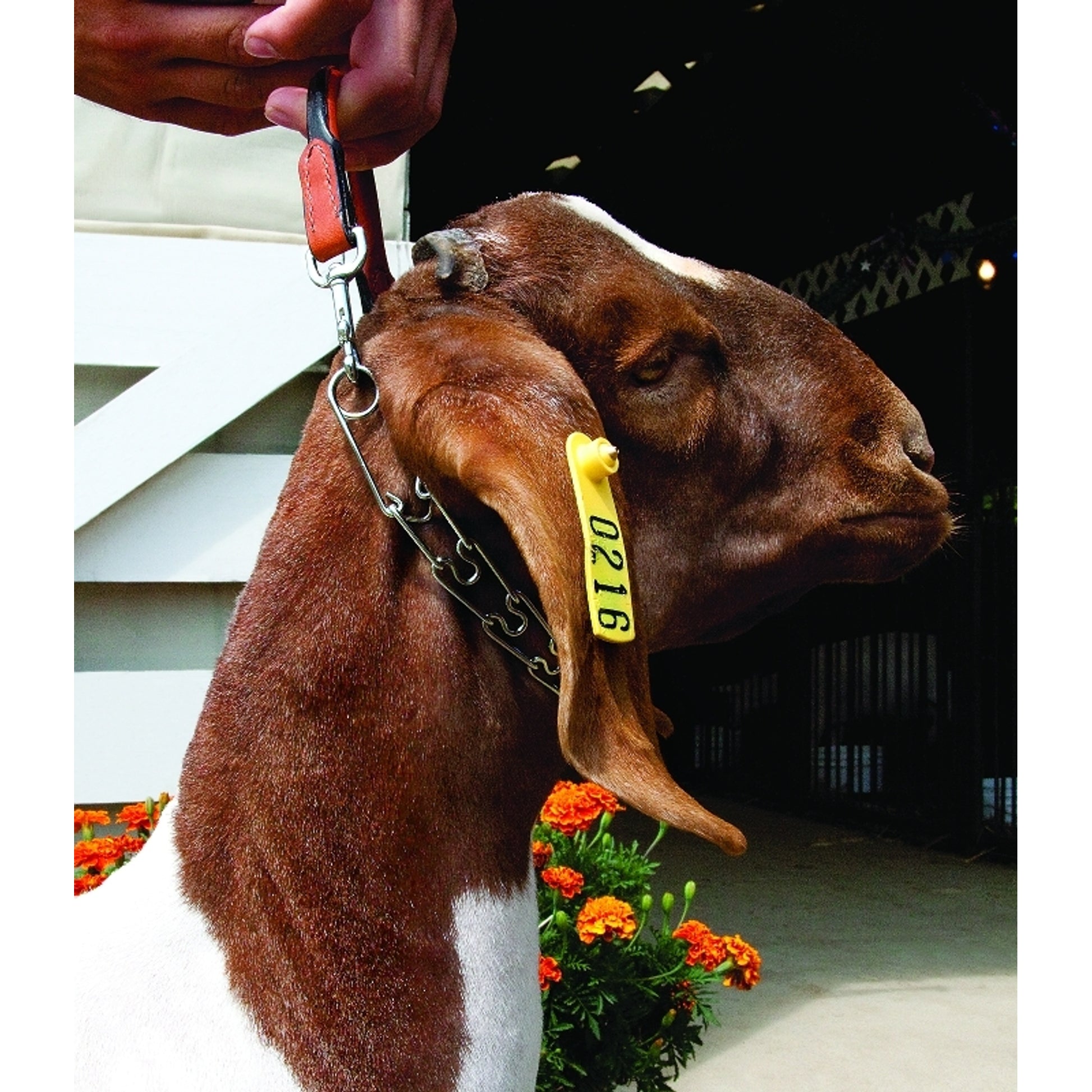Weaver Leather Leather and Pronged Chain Goat Collar