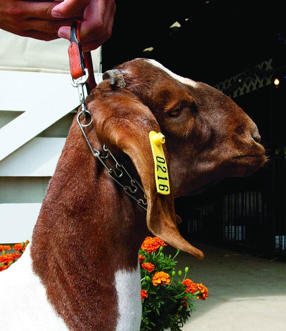Weaver Leather Leather and Pronged Chain Goat Collar
