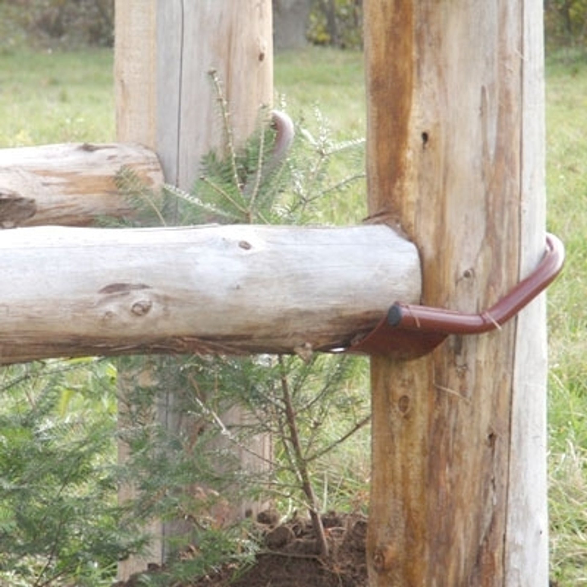 Field Jumps Timber Cups
