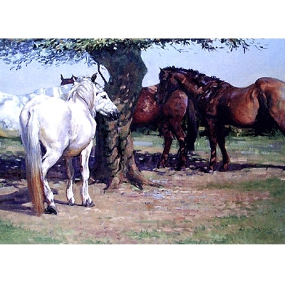 Sunshade Blank Greeting Cards - 6 Pack