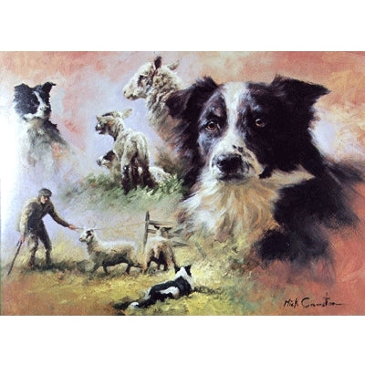 Border Collies Blank Greeting Cards - 6 Pack