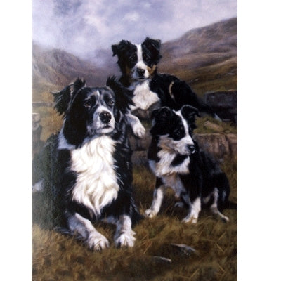 The Apprentices (Border Collie) Blank Greeting Cards - 6 Pack