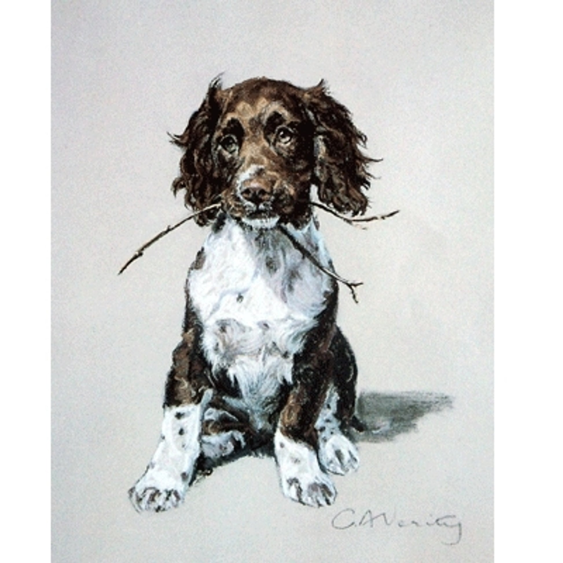 Springer Puppy By: C. A. Verity